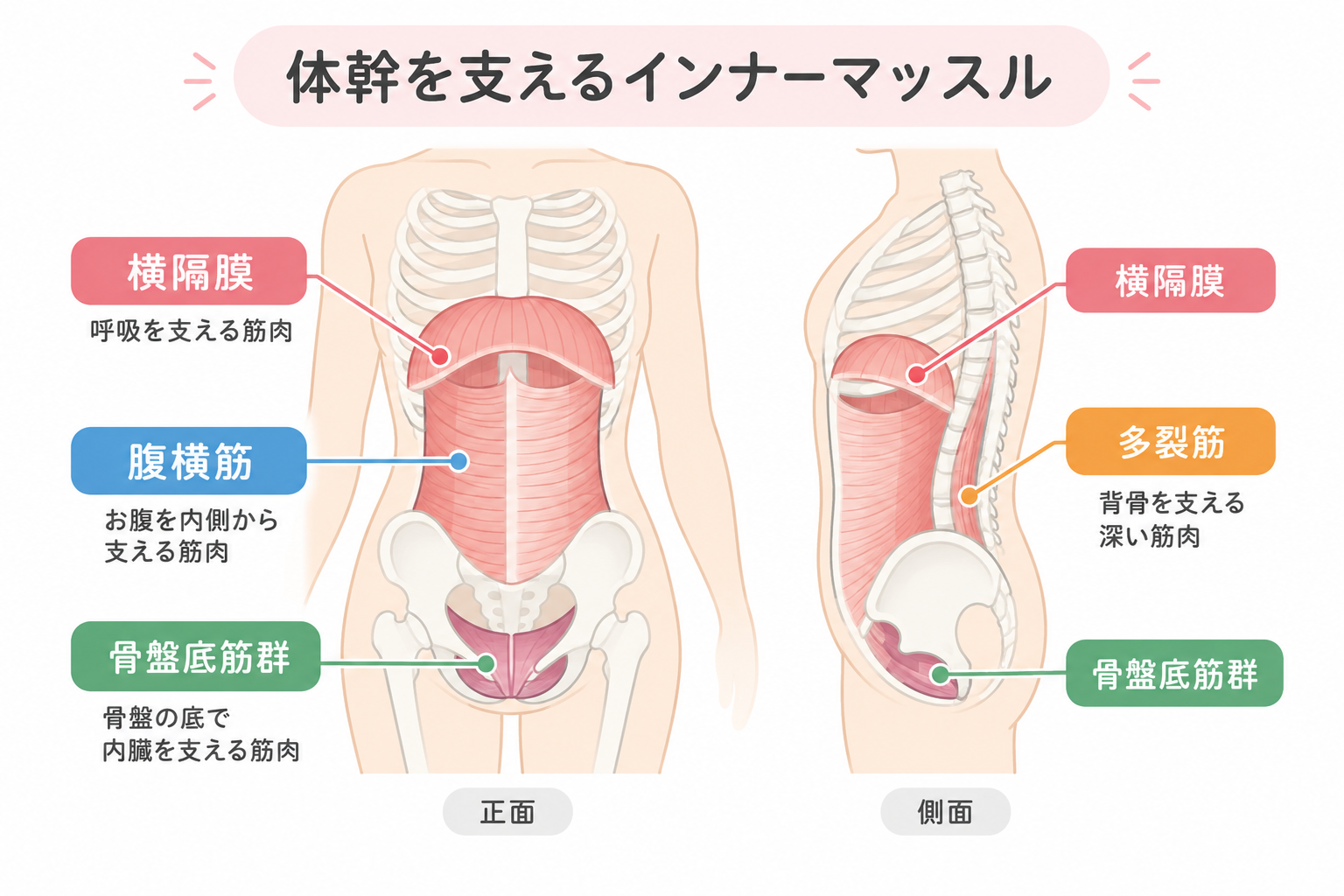 体幹を支えるインナーマッスルの位置